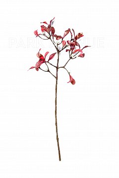 Ветвь омелы